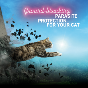 Felpreva - Felpreva® is a new parasite treatment designed specifically for cats with convenience and ease of use in mind! It provides all-in-one parasite cover, with the longest-lasting* flea and paralysis tick (Ixodes holocyclus)** protection available in a single spot-on dose.  Treats and prevents fleas and controls paralysis ticks (Ixodes holocyclus) for 13 weeks.**Ixodes holocyclus ticks do not occur in Western Australia.